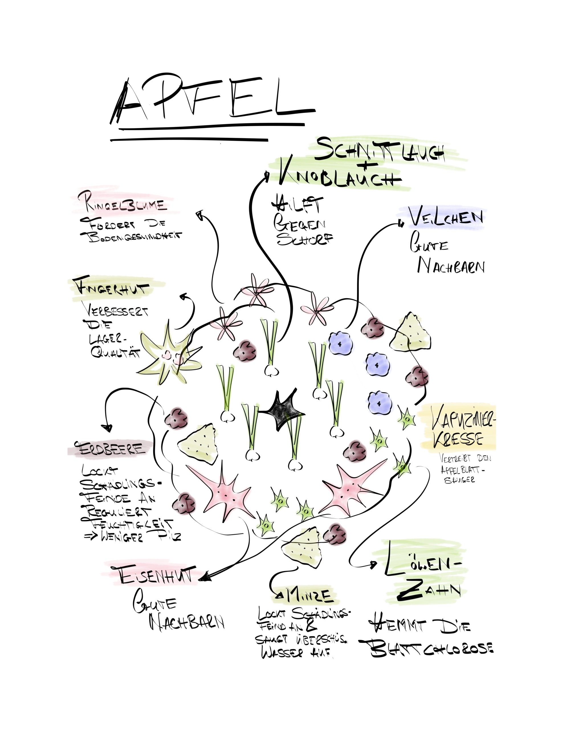 Handgezeichnete Pflanzengilde für einen Apfelbaum mit Begleitpflanzen wie Schnittlauch, Knoblauch, Ringelblume, Kapuzinerkresse, Minze und Erdbeere