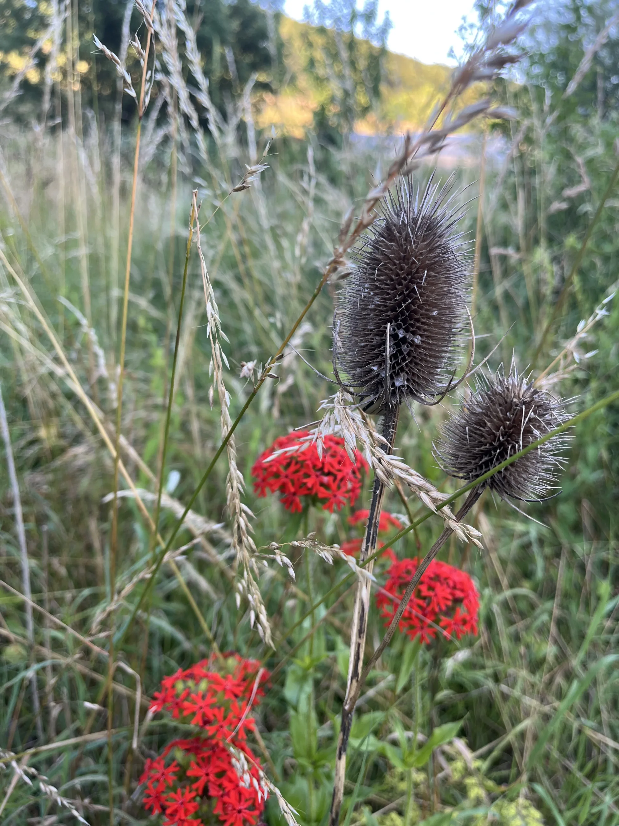 Wilde Karde und rot blühende Brennende Liebe vor hohen Gräsern