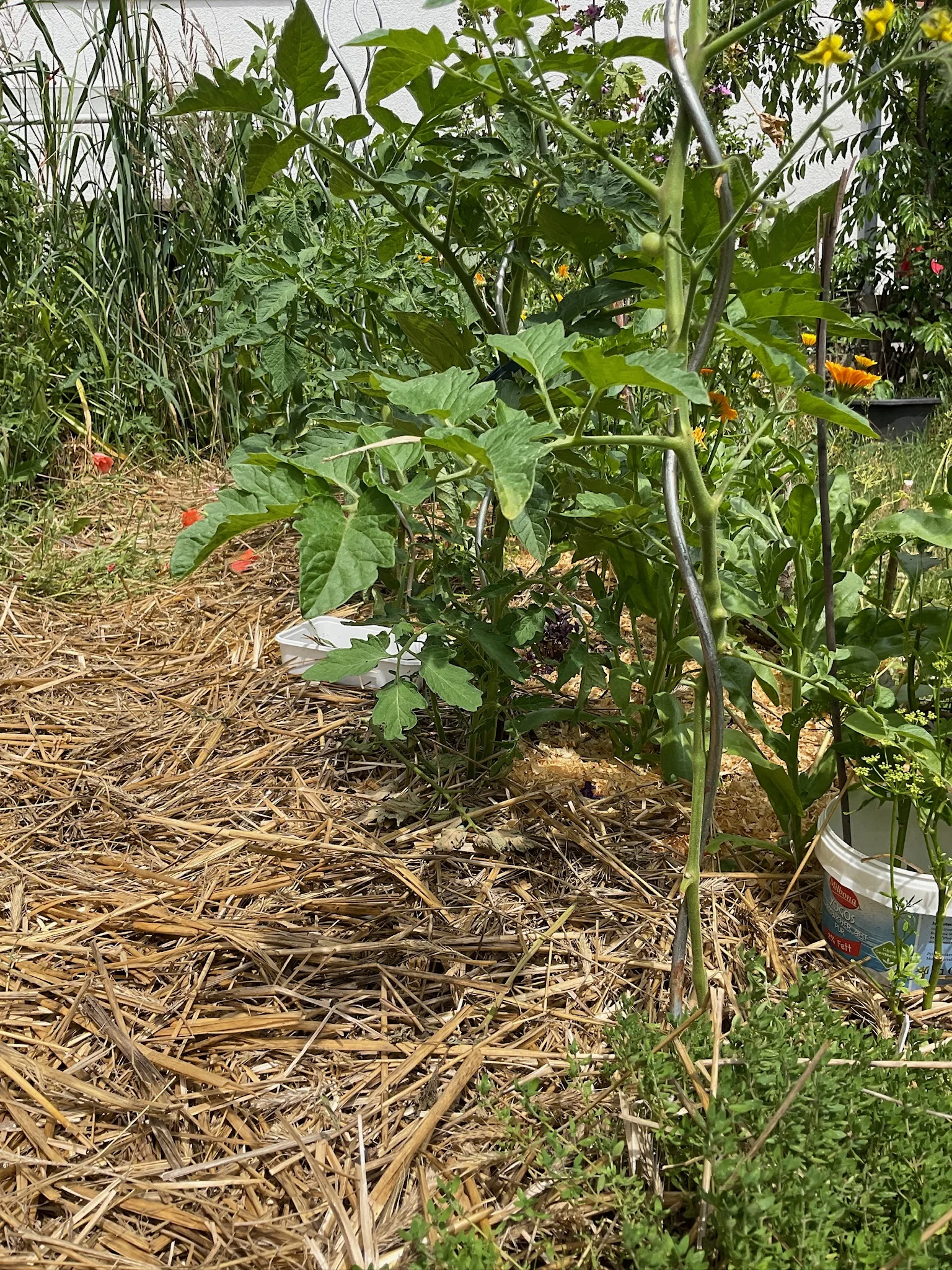 Üppiges, mit Stroh gemulchtes Beet mit hochgewachsenen Gemüsepflanzen