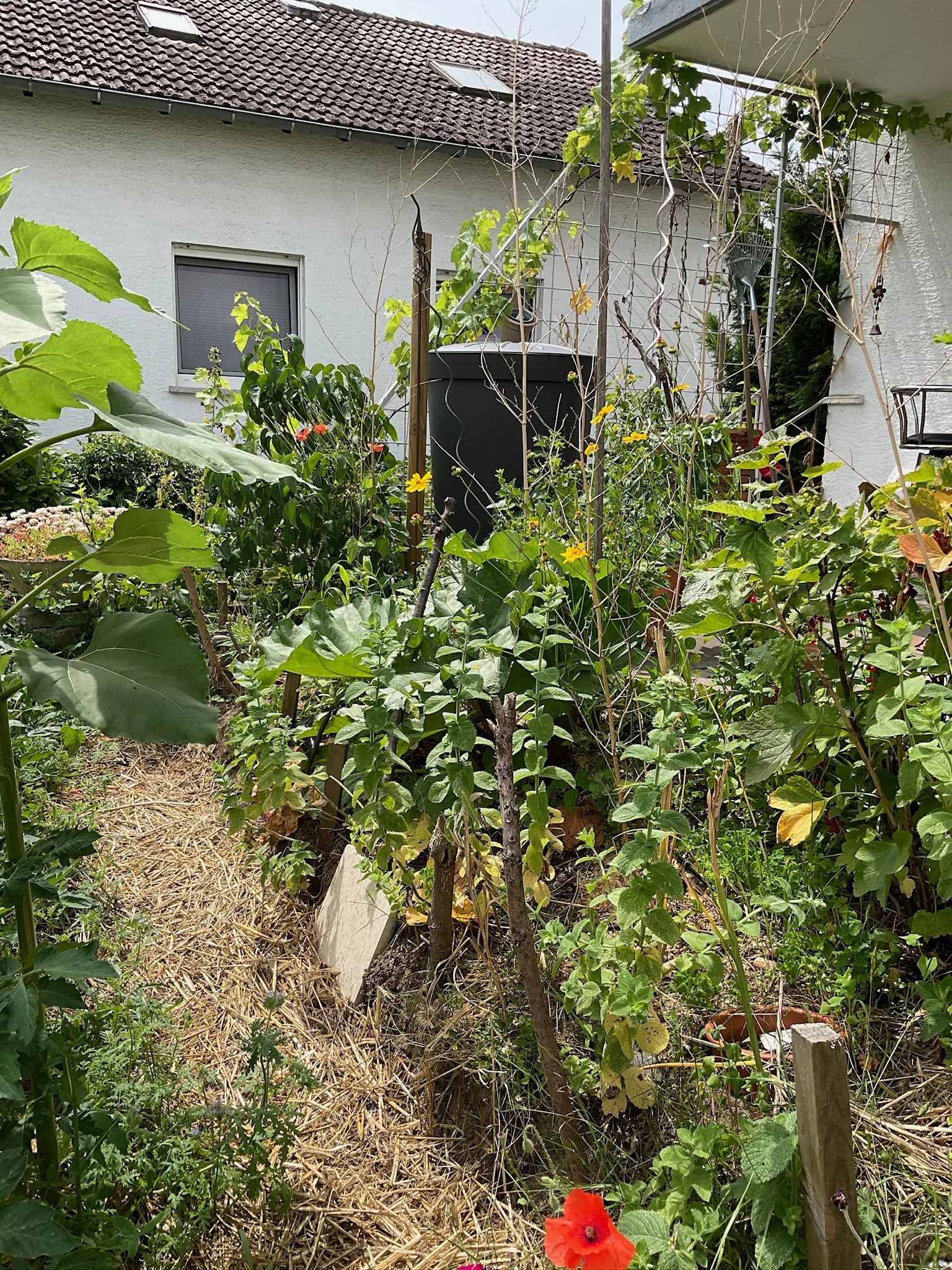 Schmaler Mulchweg durch einen dicht bewachsenen Gemüsegarten vor einem Wohnhaus
