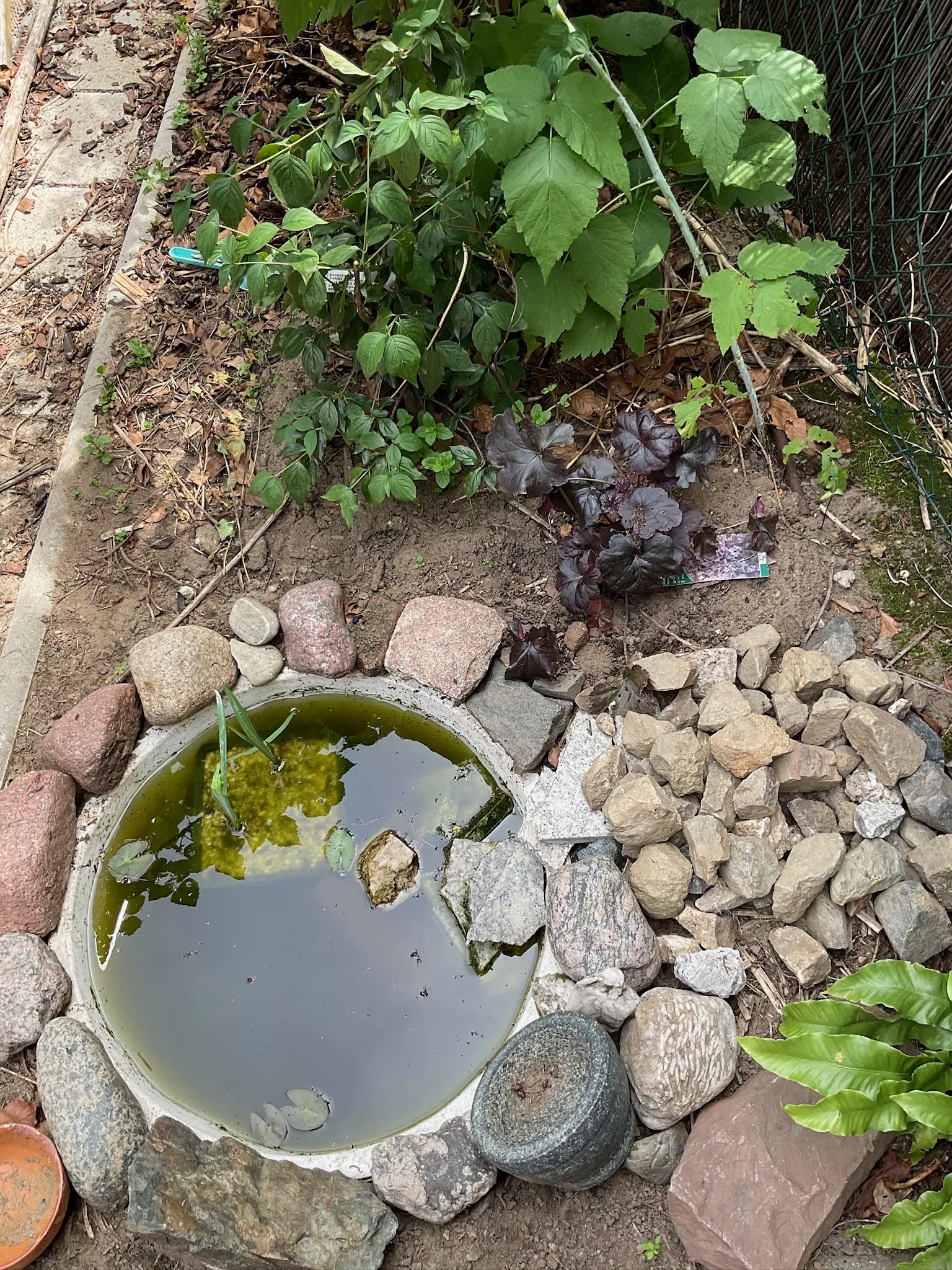 Kleiner Gartenteich in einer eingelassenen Wanne, eingefasst mit Natursteinen und Pflanzen