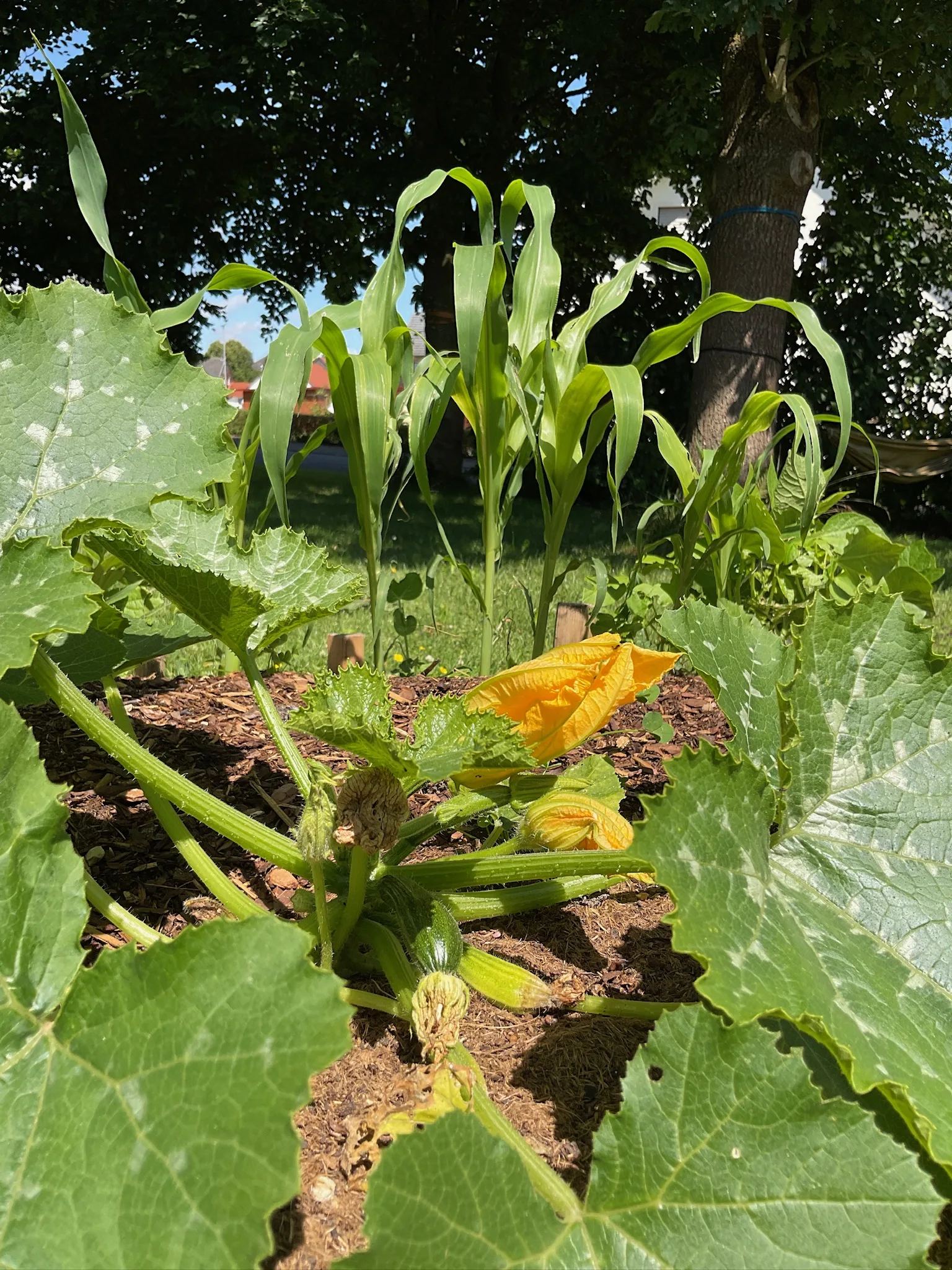 Kürbispflanze mit gelber Blüte vor Maispflanzen im Beet