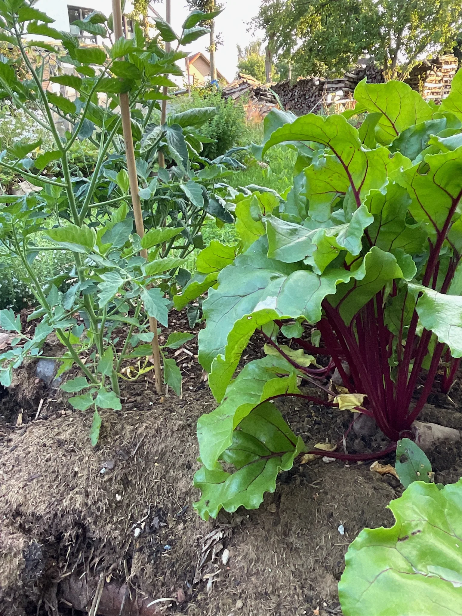 Beet mit rotstieligem Mangold und Tomatenpflanzen