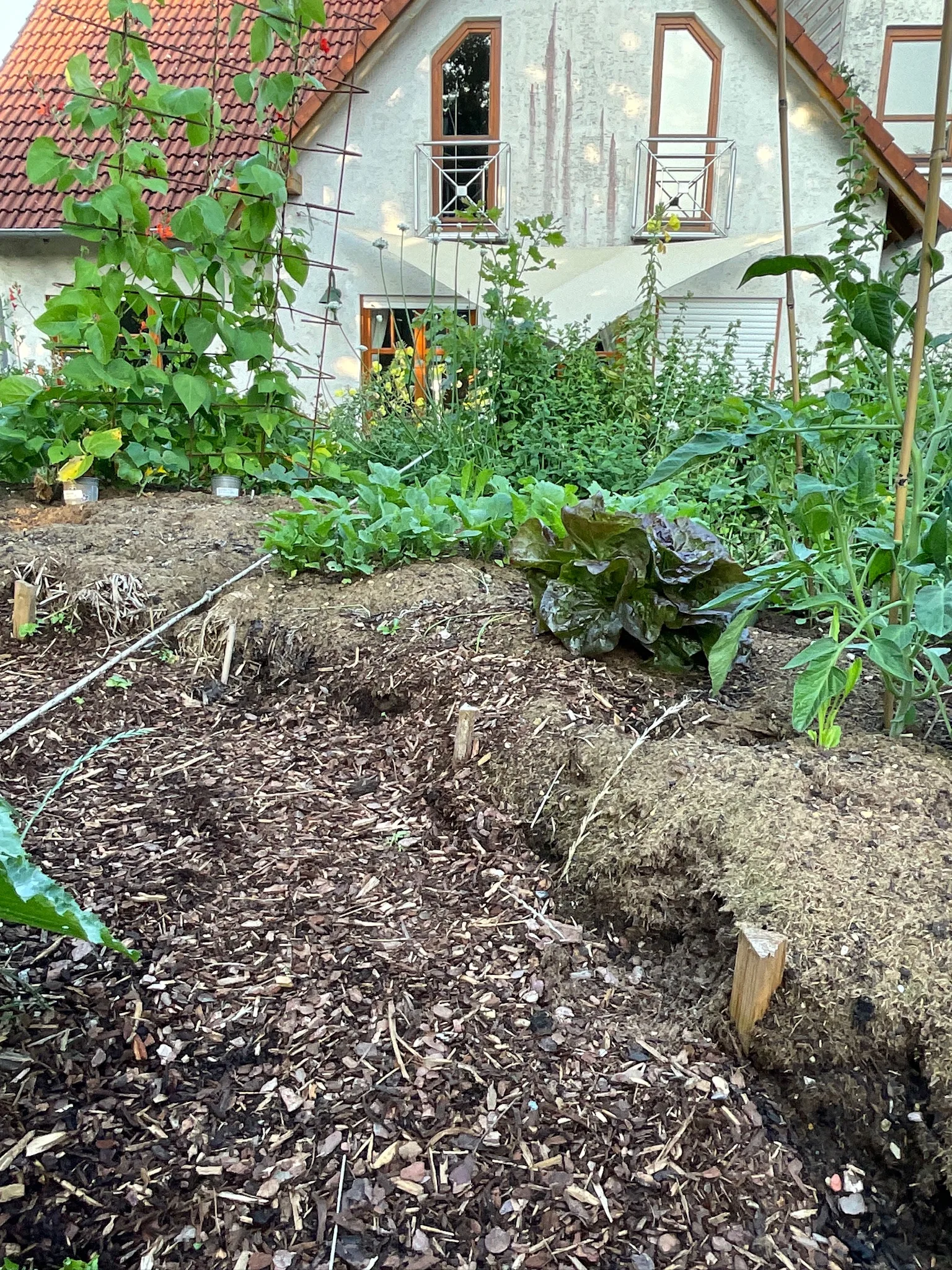 Frisch gemulchte Beete mit Bewässerungsschlauch, dahinter Kletterpflanzen an einem Haus