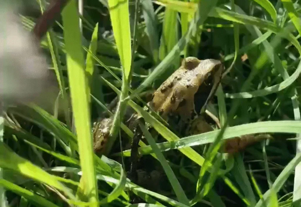 Frosch sitzt gut getarnt im Gras