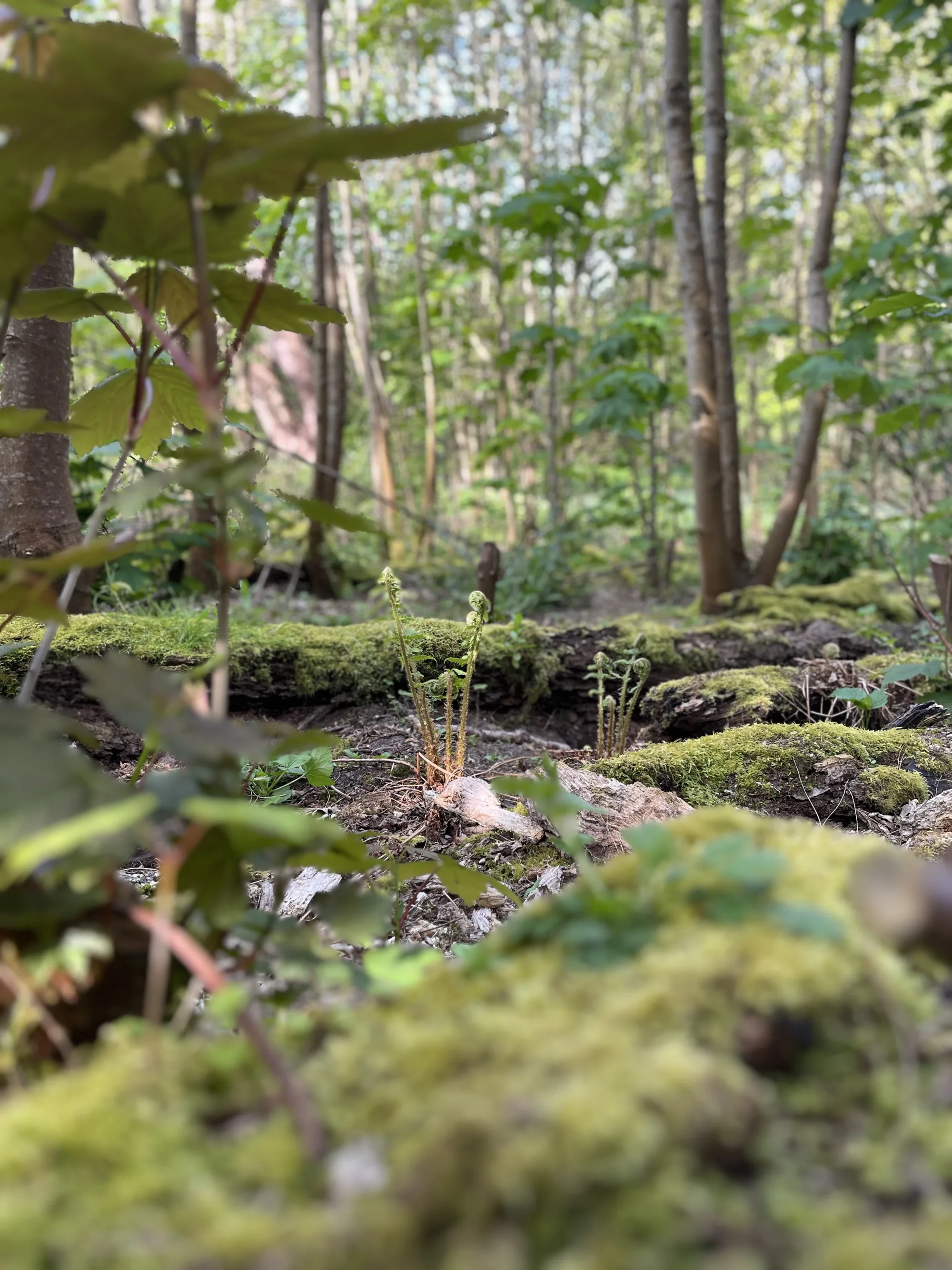 Waldboden mit Moos und jungen Pflanzen im Vordergrund, dahinter schlanke Baumstämme