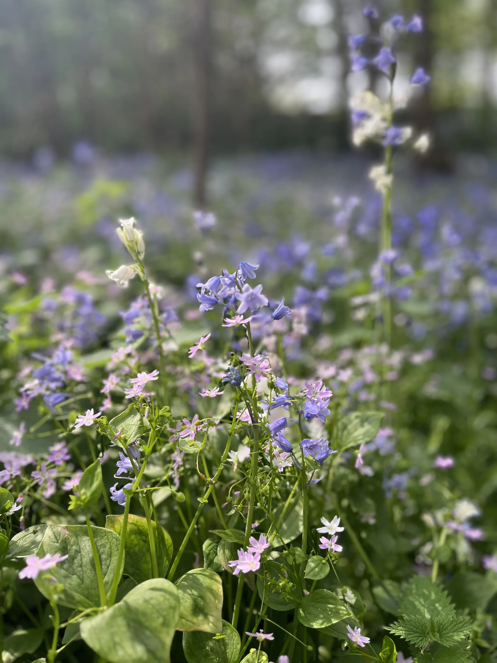 Blühende Hasenglöckchen und zarte rosa Wildblumen im Wald, aus der Nähe fotografiert