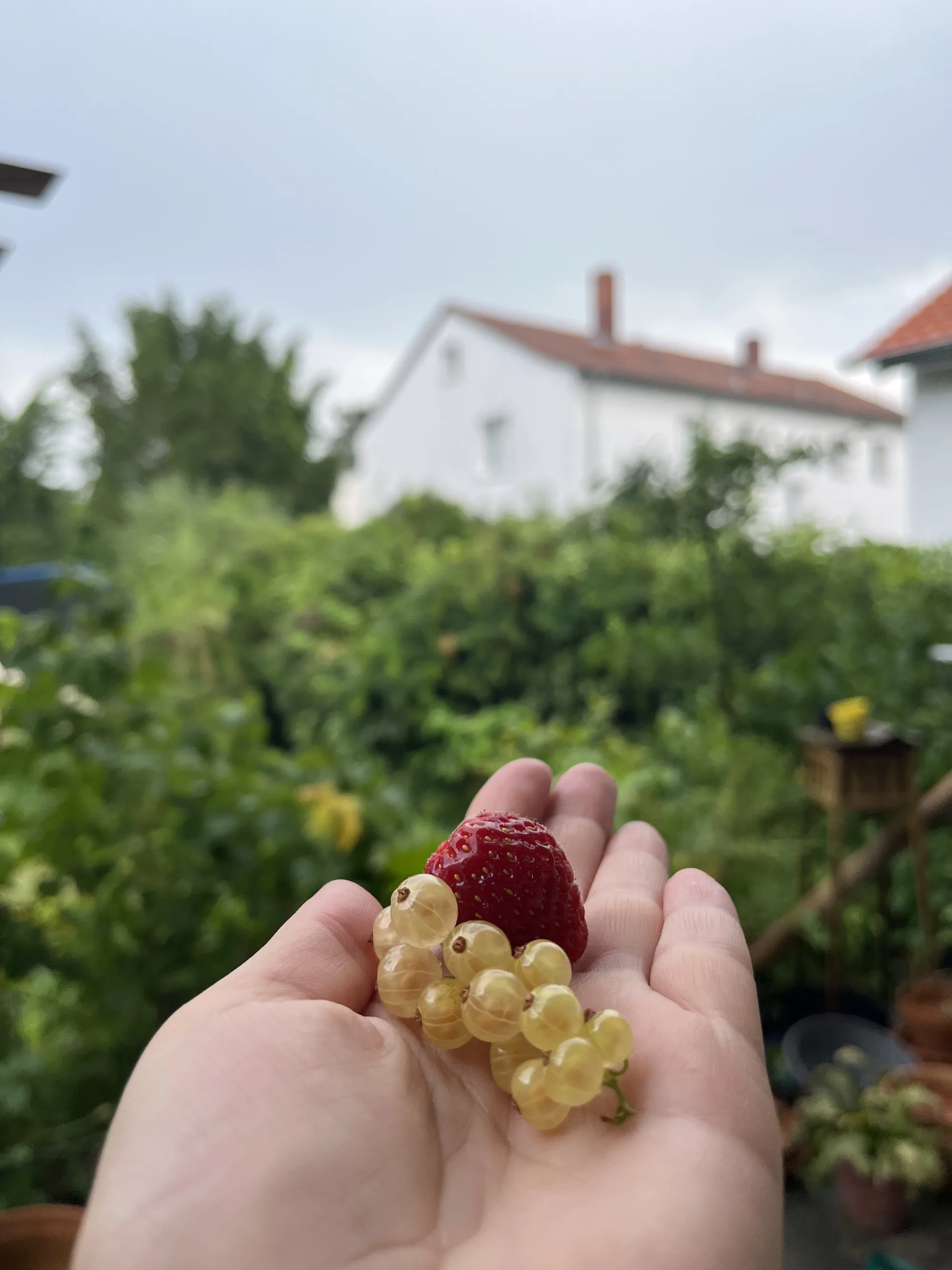 Offene Hand mit weißen Johannisbeeren und einer Himbeere, im Hintergrund Garten und Wohnhaus