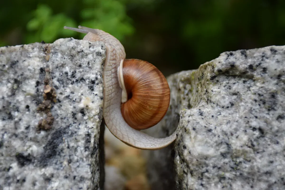 Weinbergschnecke kriecht zwischen zwei Granitsteinen