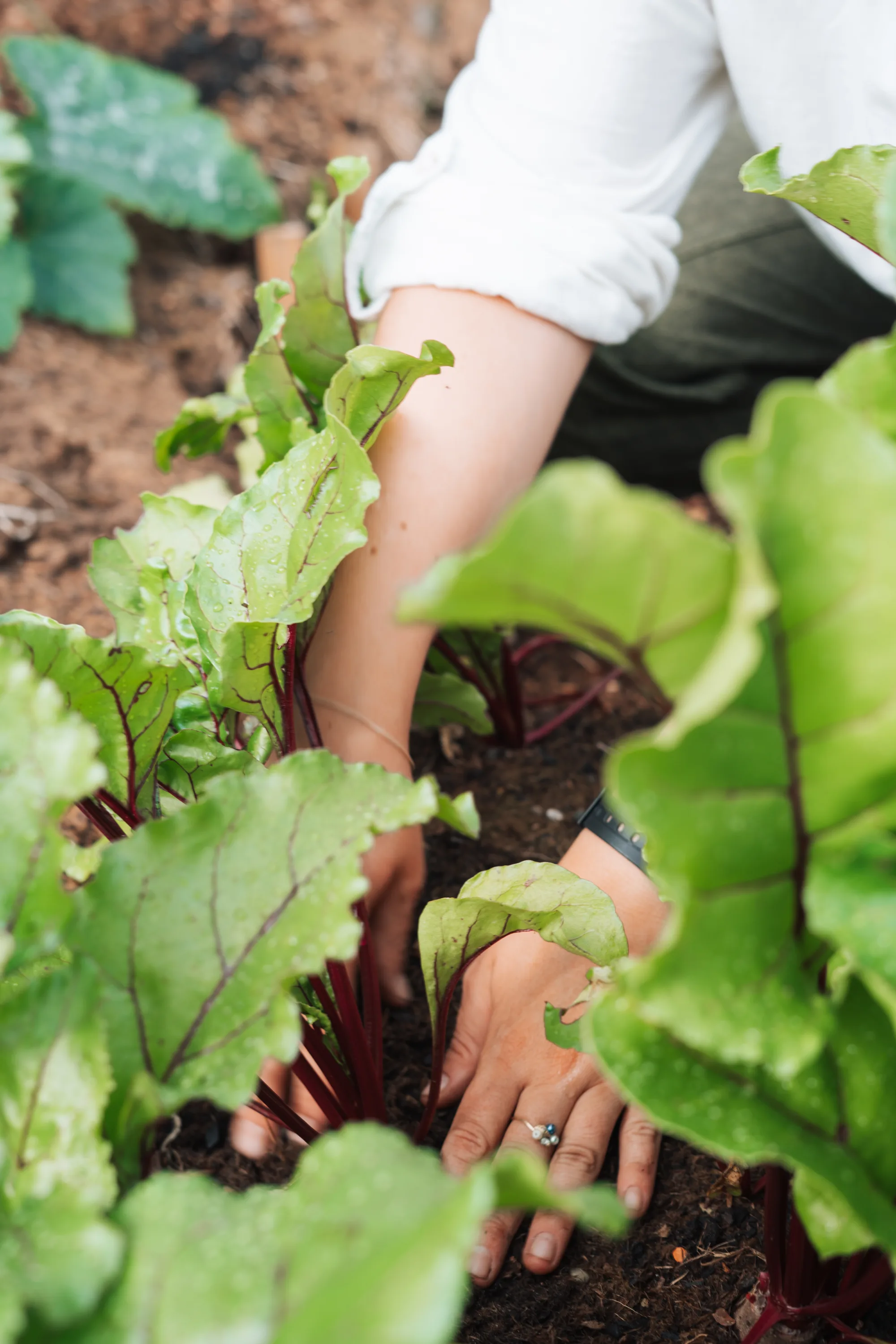 Hände ernten Rote Bete im Beet
