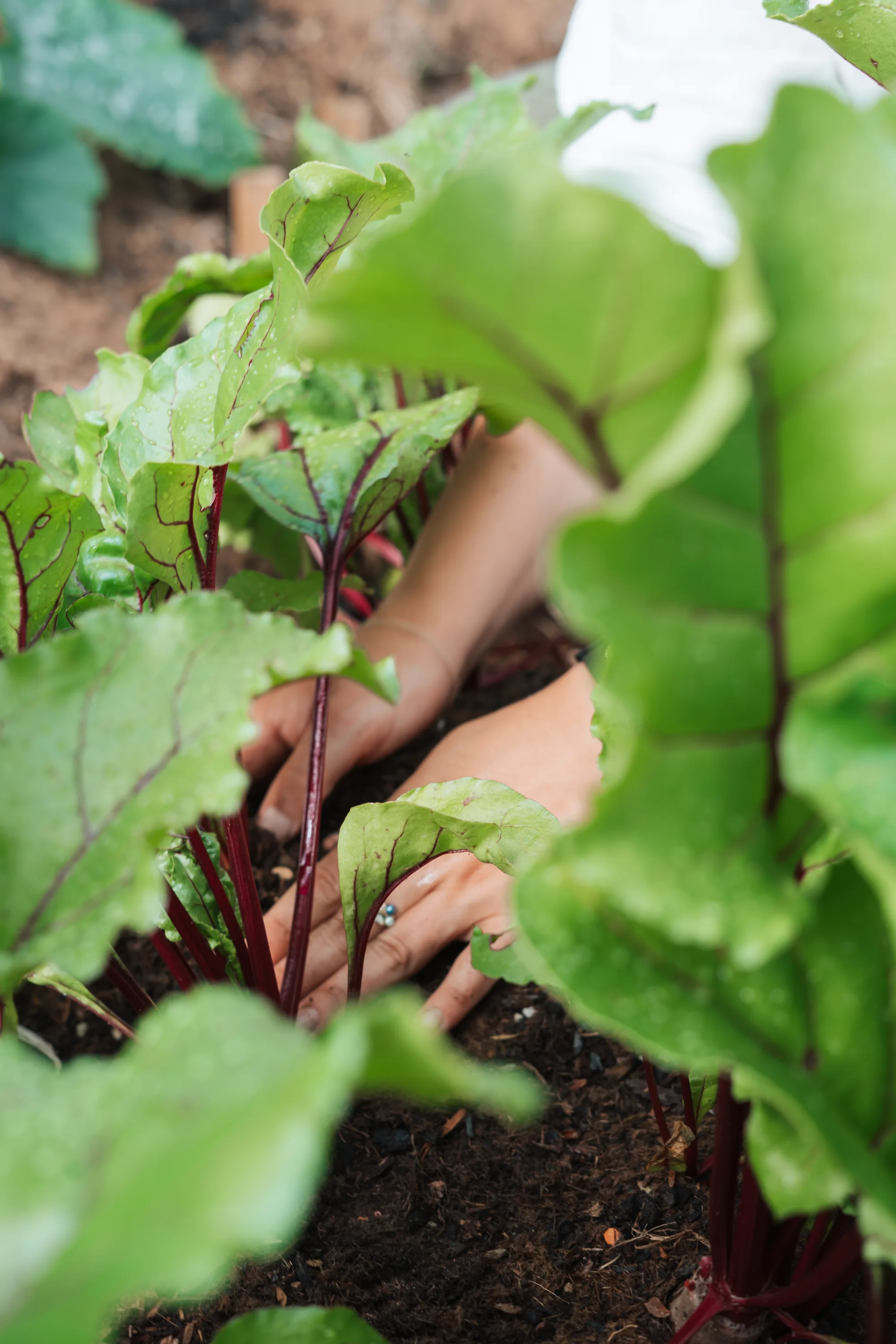Hände in dunkler Gartenerde zwischen jungen Rote-Bete-Pflanzen