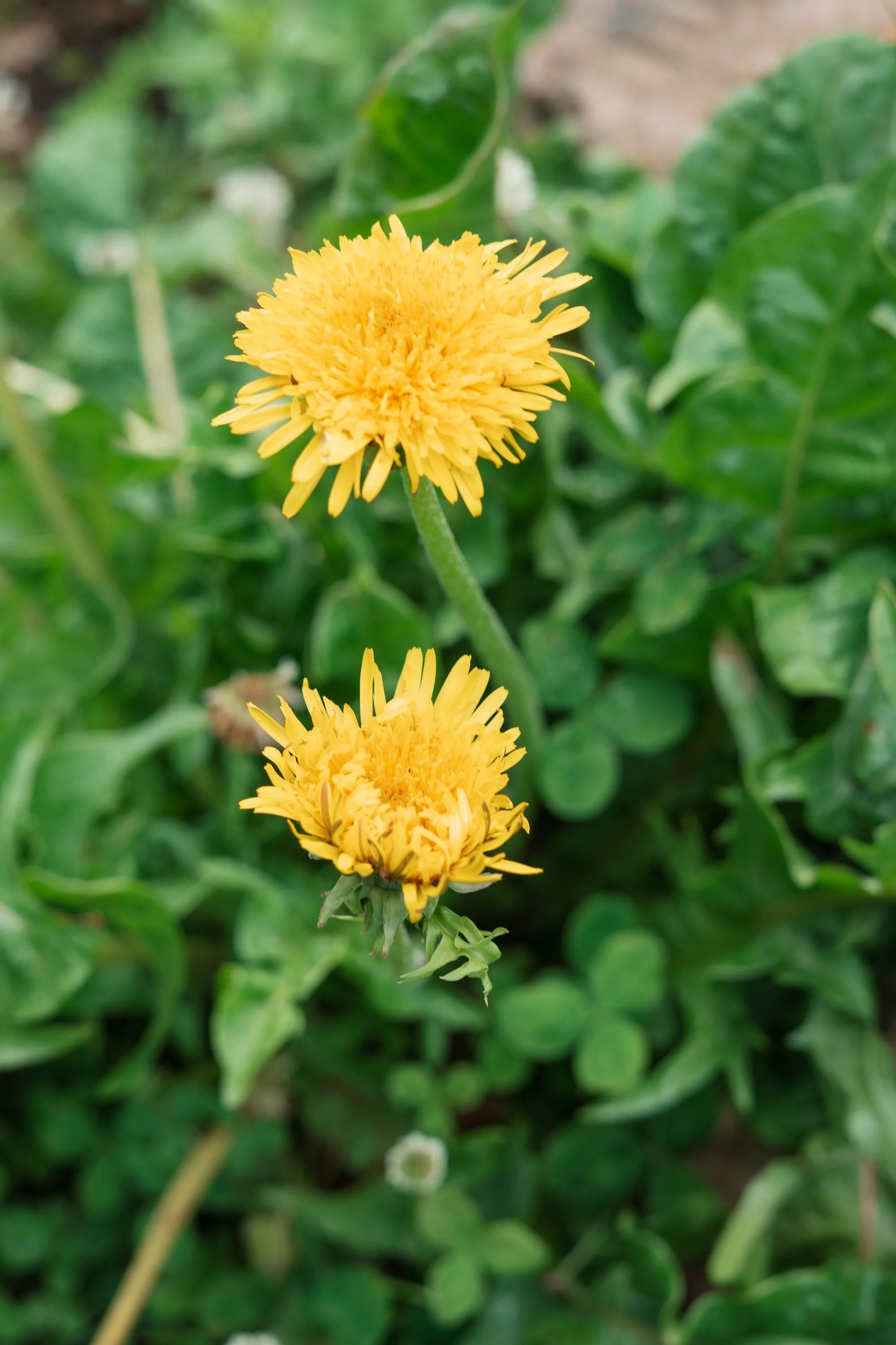 Zwei gelbe Löwenzahnblüten zwischen grünen Blättern